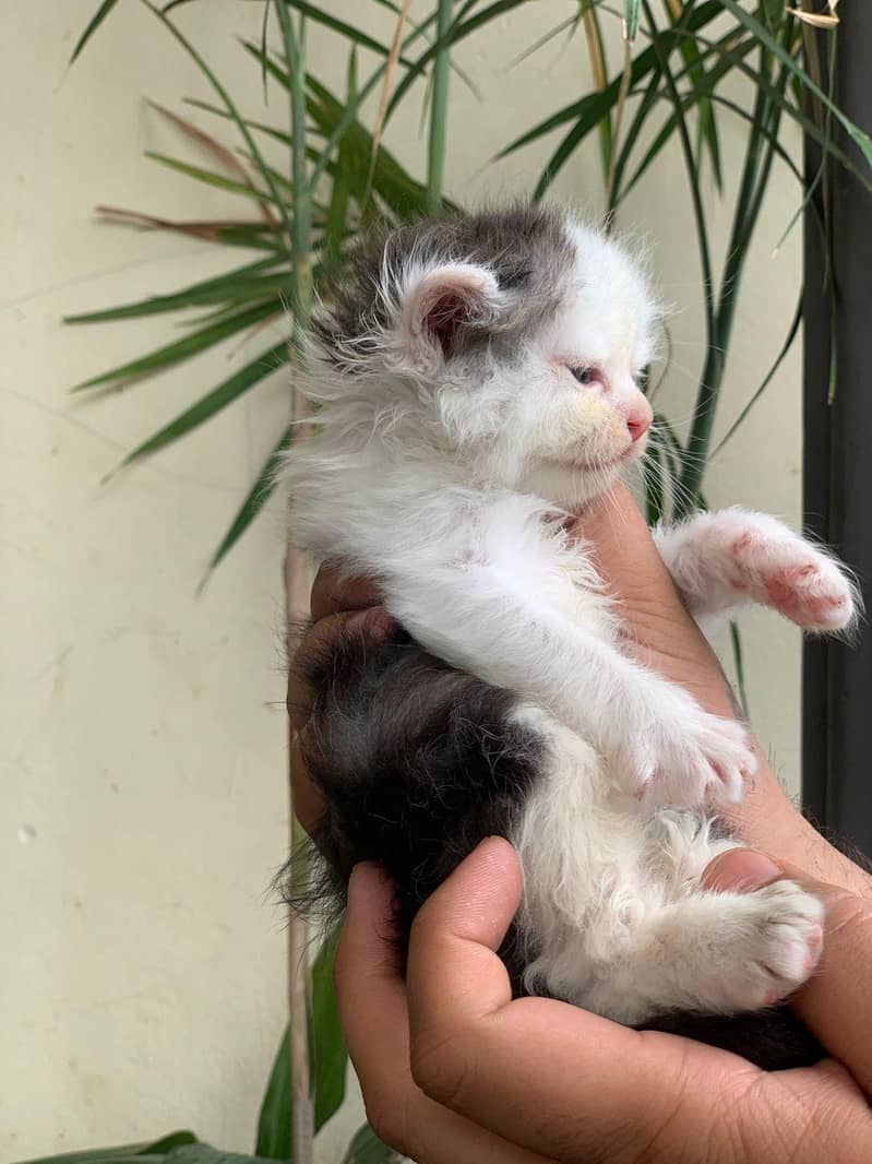 Persian kitten 2