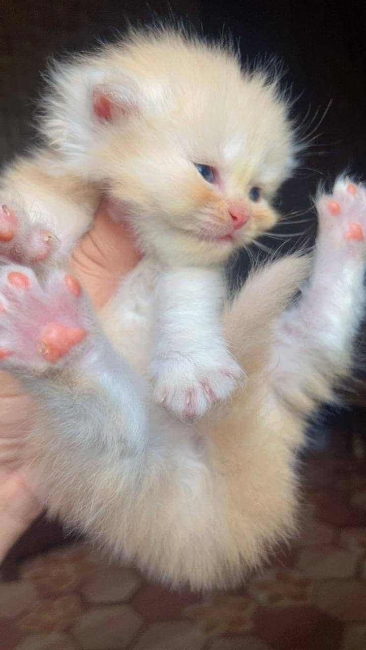 Persian kitten 3