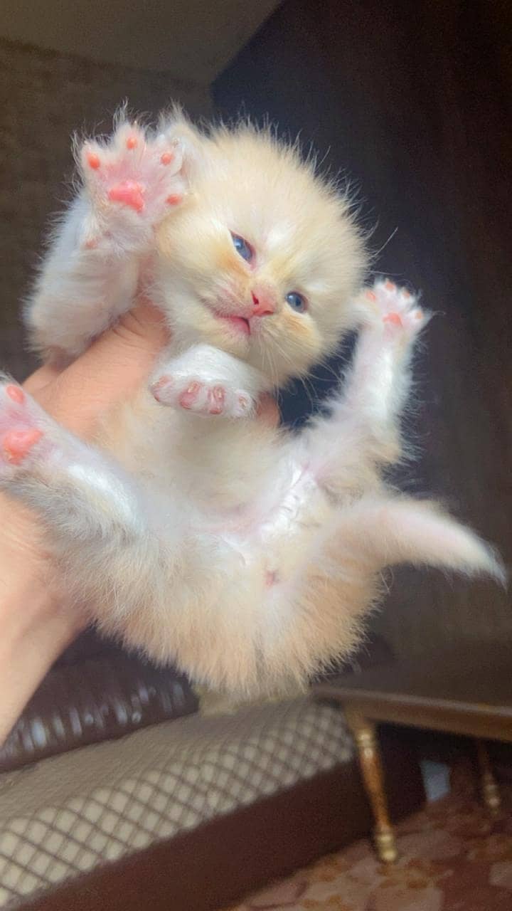 Persian kitten 4