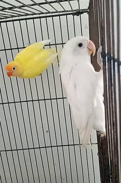 3 piece lovebird for sale
