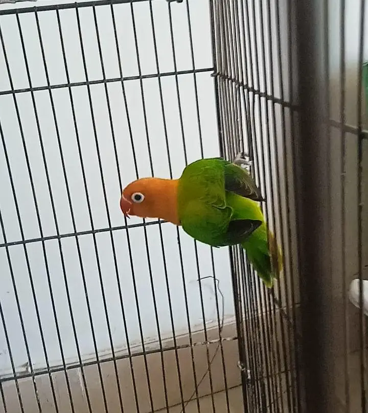 3 piece lovebird for sale — photo 2