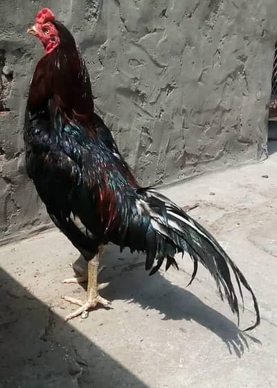 aseel murga for sale healthy and active