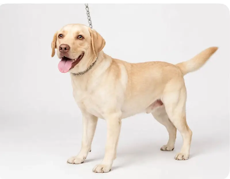 Labrador Retriever Breeder Female Dog For Sale |  Healthy & Friend — photo 2