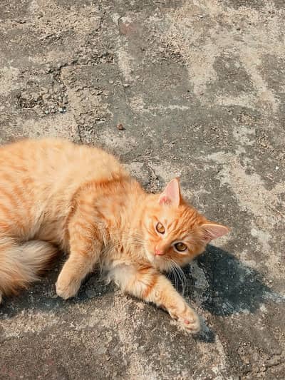 Cat For Sell