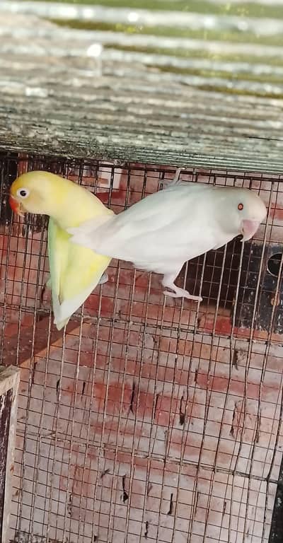LOVE BIRDS. 03060609798