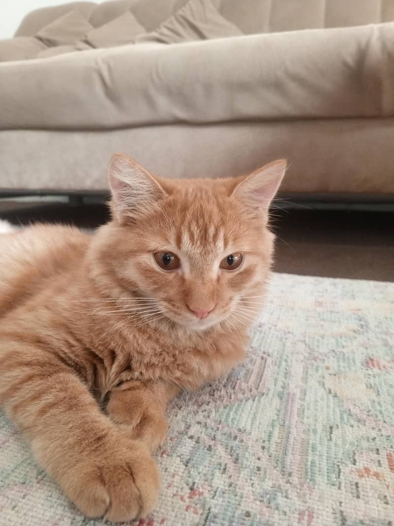 Brown Persian 0