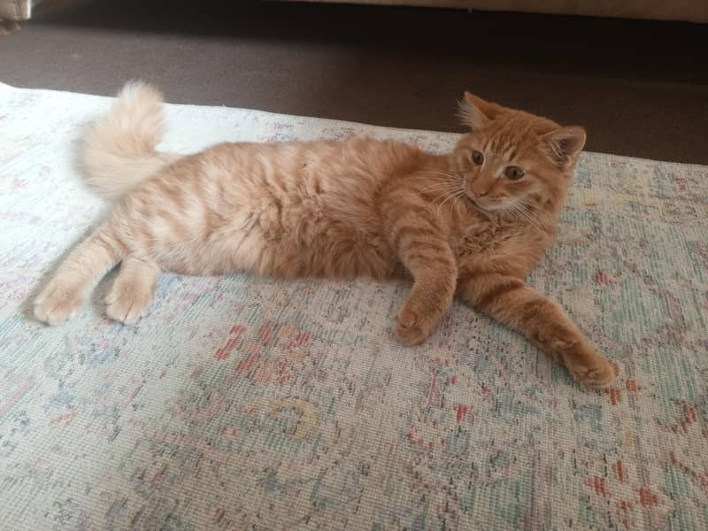 Brown Persian 1
