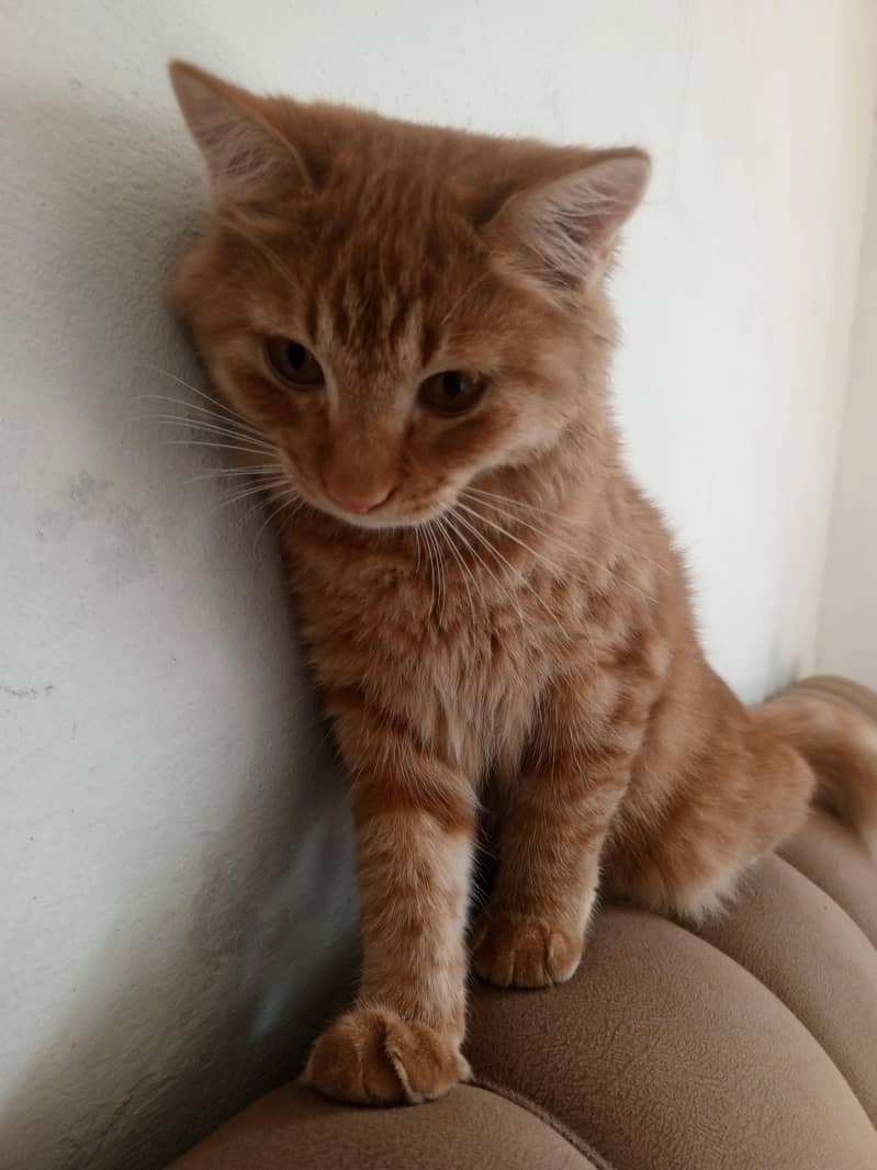 Brown Persian 2