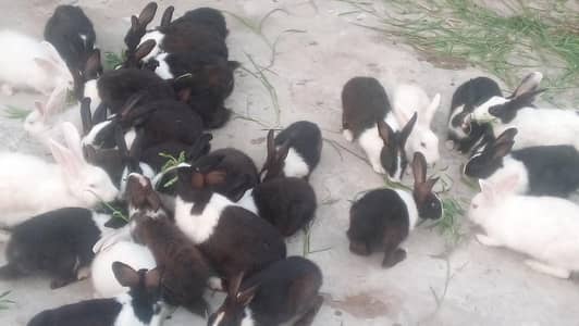 Rabbit for Sales