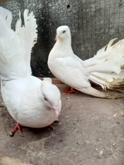 White pigeons