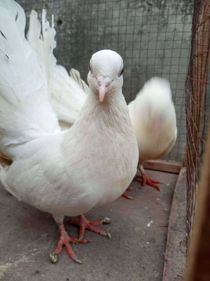 White pigeons 2
