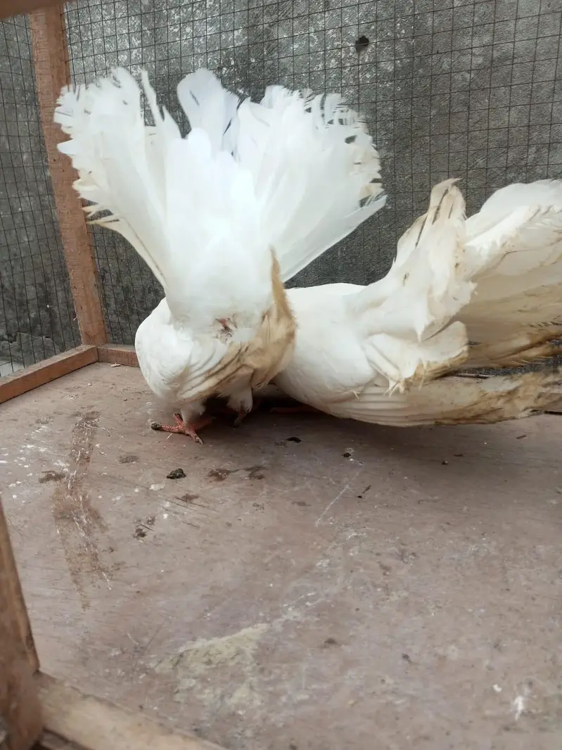 White pigeons — photo 4