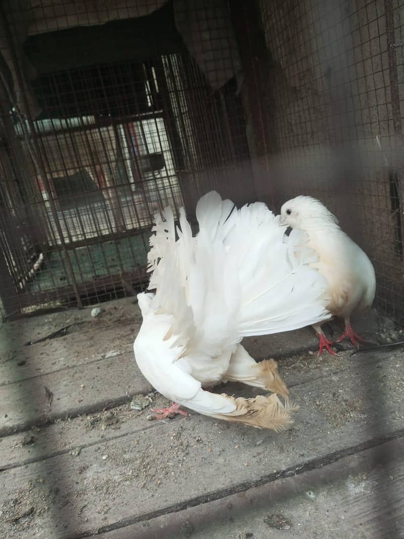 White pigeons 4