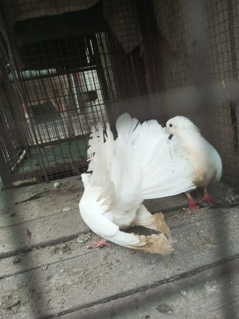 White pigeons — photo 5