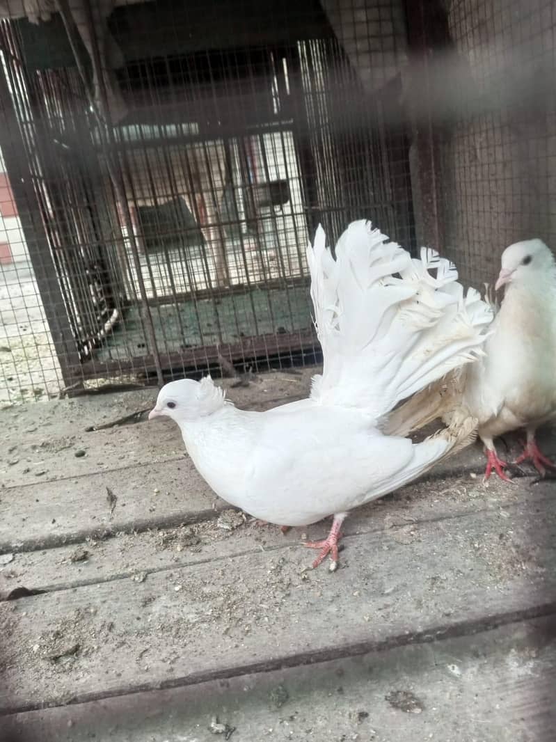 White pigeons 5