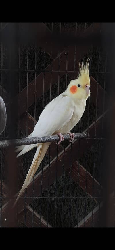 cocteil and love bird pairs with cage