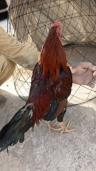 Aseel mianwali for sale 03170528377