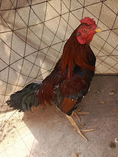 Aseel mianwali for sale 03170528377 — photo 2