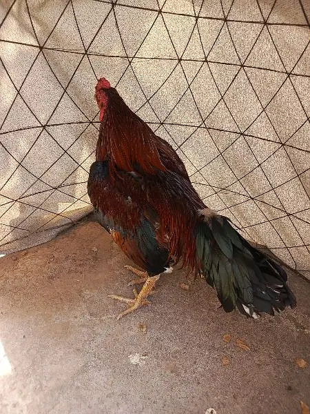 Aseel mianwali for sale 03170528377 — photo 3