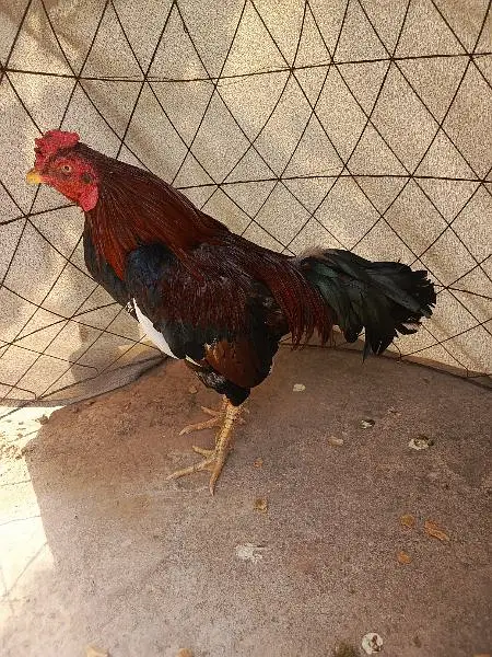 Aseel mianwali for sale 03170528377 — photo 4