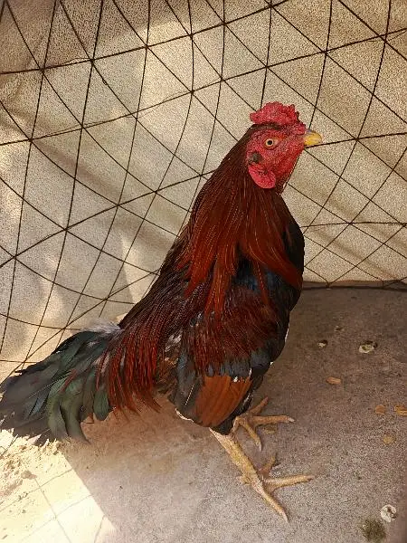 Aseel mianwali for sale 03170528377 — photo 5