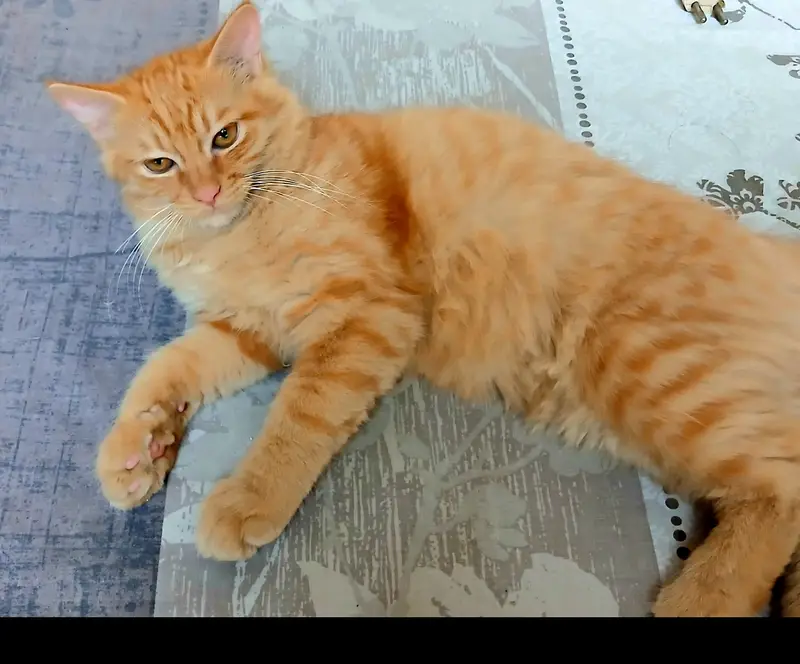Cat For Sell — photo 2
