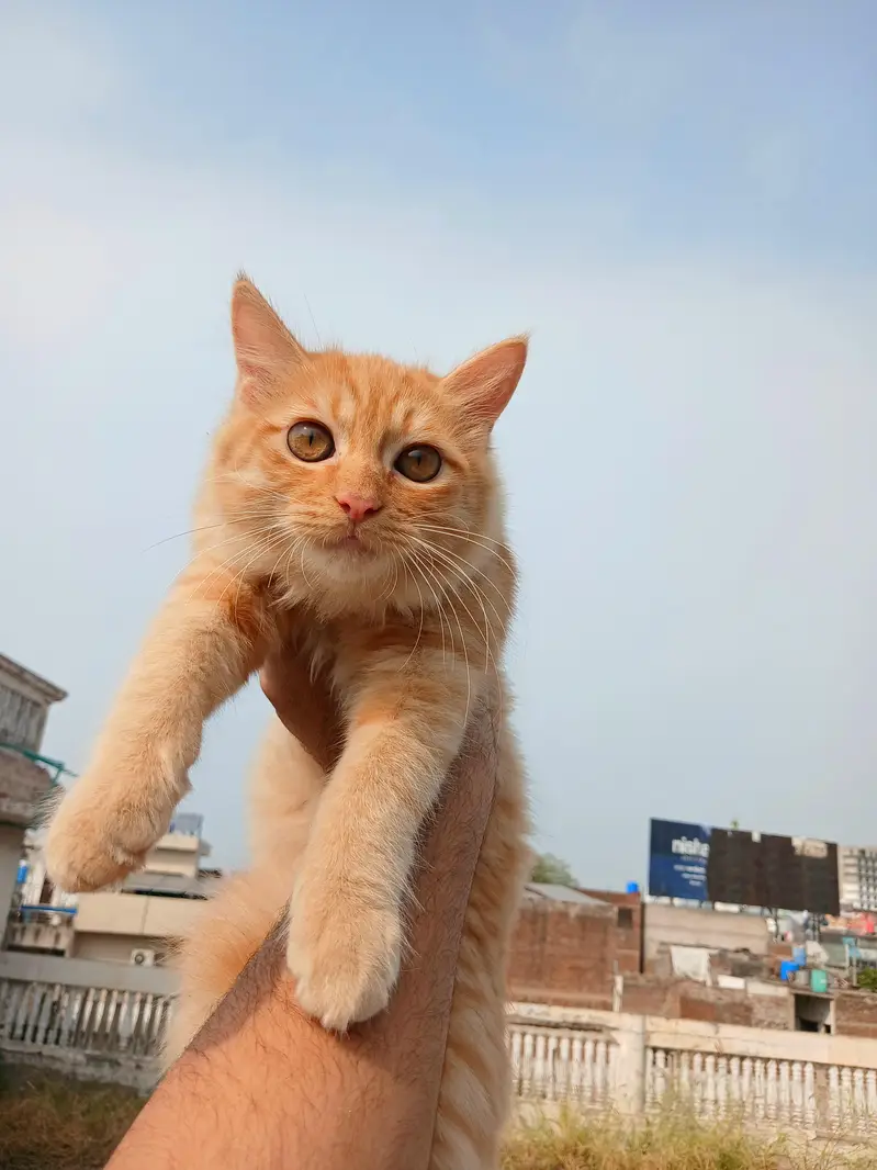 Cat For Sell — photo 3