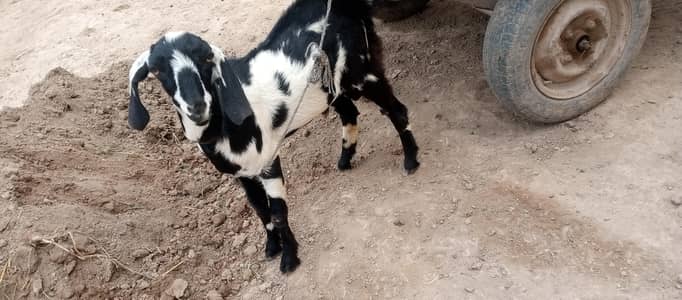 Bakra