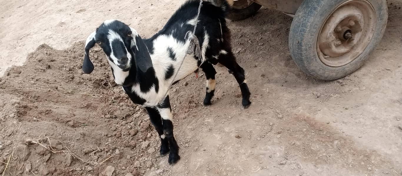 Bakra 1