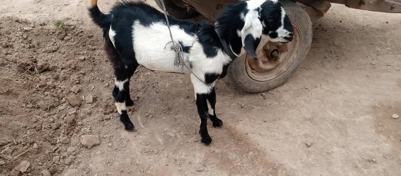 Bakra 2