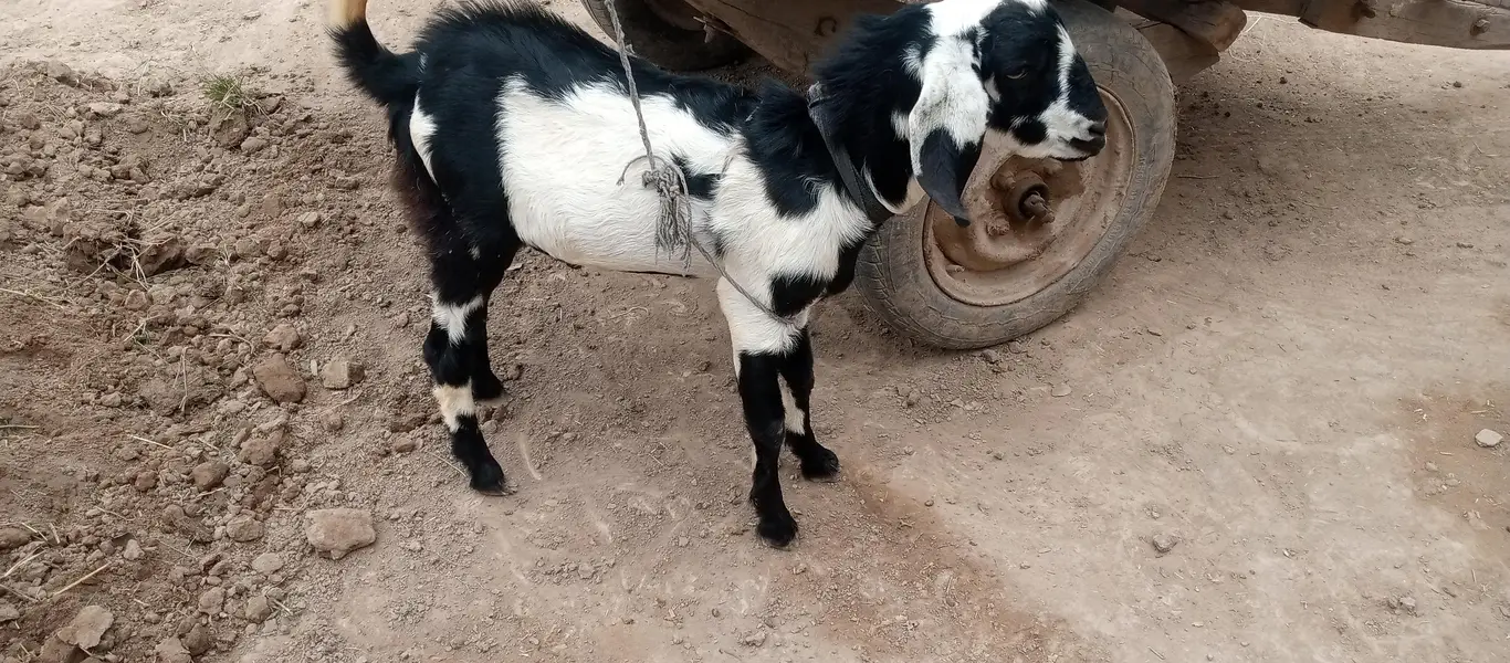 Bakra — photo 3