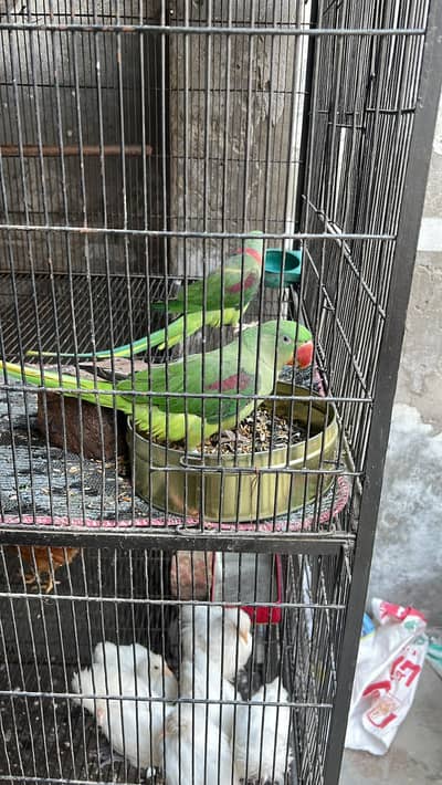 Green Raw Parrot Breeder Pair  | Male Female | Healthy & Active