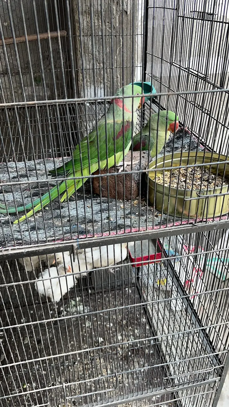 Green Raw Parrot Breeder Pair For Sale | Hand Tame Female | Male Femal — photo 2
