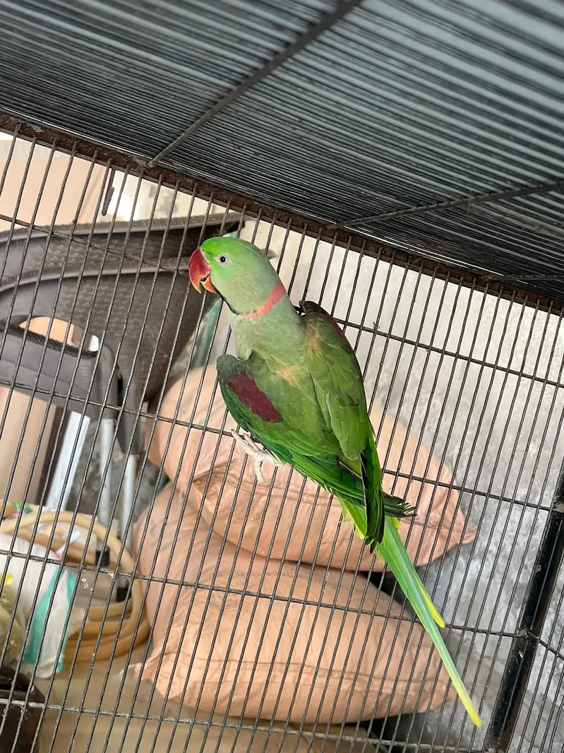 Green Raw Parrot Breeder Pair For Sale | Hand Tame Female | Male Femal — photo 3