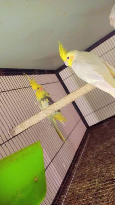 2 common white Males 1 Common pied male