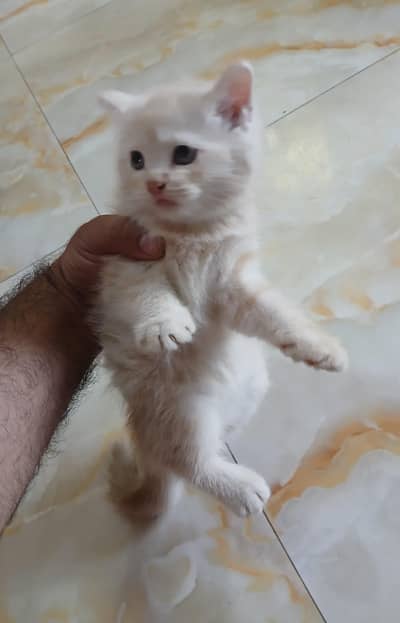persian kittens for sale
