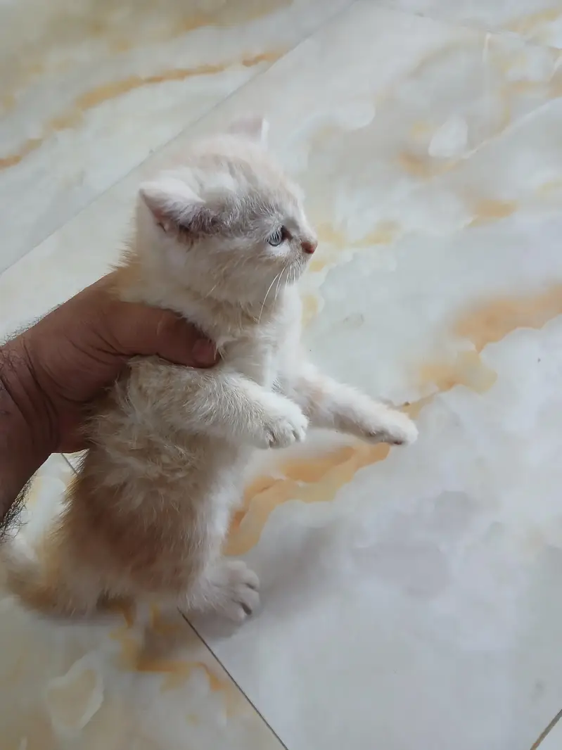 persian kittens for sale — photo 2
