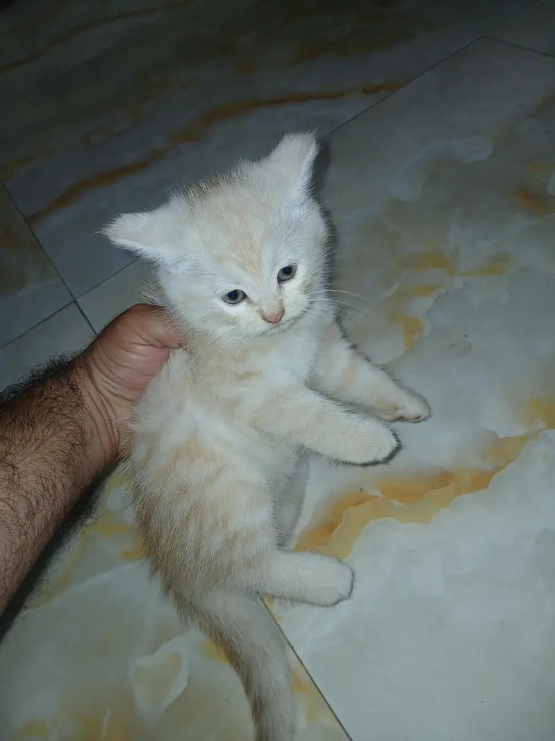 persian kittens for sale — photo 3