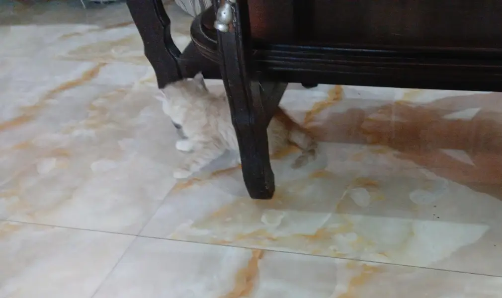 persian kittens for sale — photo 4