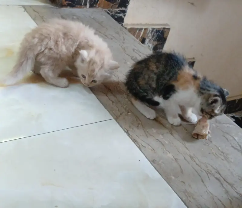 persian kittens for sale — photo 5