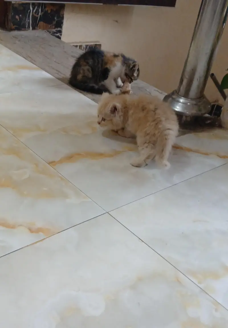persian kittens for sale — photo 6
