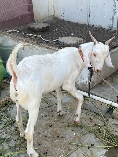 khassi tapra bakra