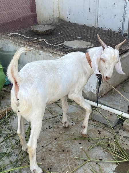 khassi tapra bakra 0