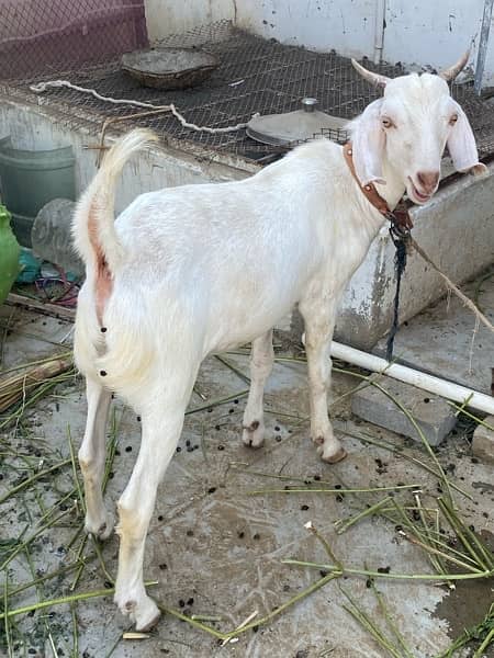 khassi tapra bakra 1