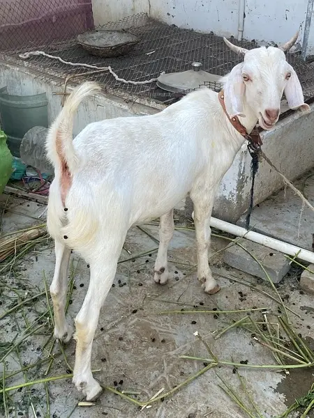 khassi tapra bakra — photo 2
