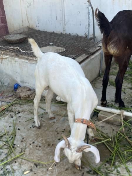 khassi tapra bakra 2