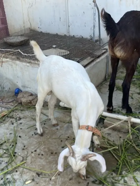 khassi tapra bakra — photo 3