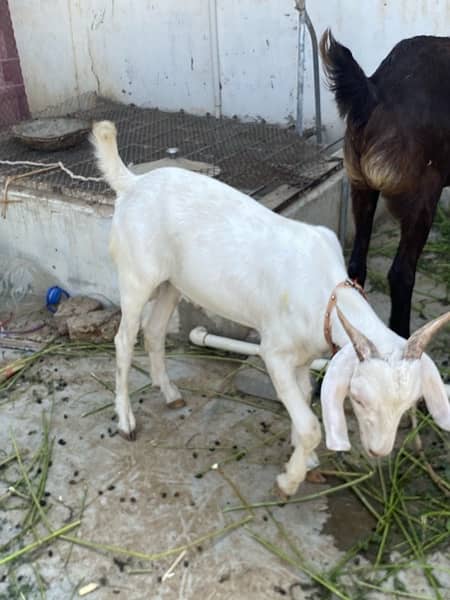 khassi tapra bakra 3