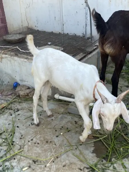 khassi tapra bakra — photo 4