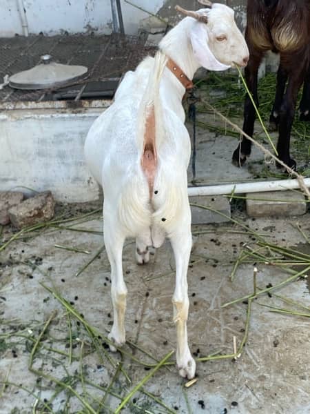 khassi tapra bakra 4